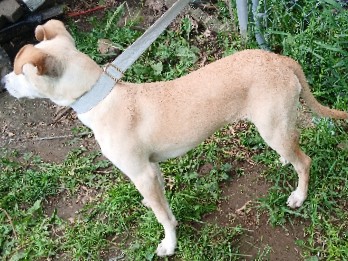 Mixed Breed – 3½ months old Pitbull/K-9 puppy – Columbus