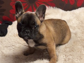French Bulldog – Female French Bulldog – Gilroy