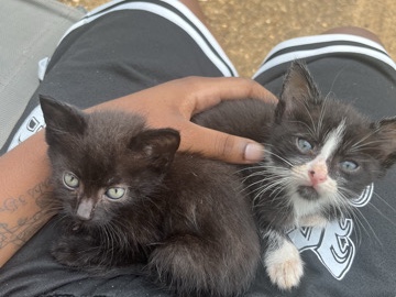 Kittens – Haughton
