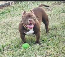 micro bully