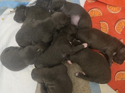 Adorable American Staffordshire Pit Bull Terrier Puppies for Sale!