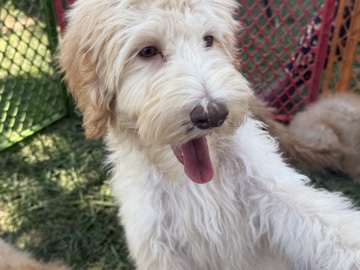 Goldendoodle – Doodle Puppies Available – Sacramento