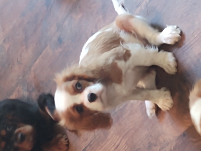 Cavalier King Charles Puppies Ready Now!