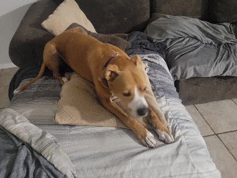 Boxer – Sadie needing a loving home – El Mirage