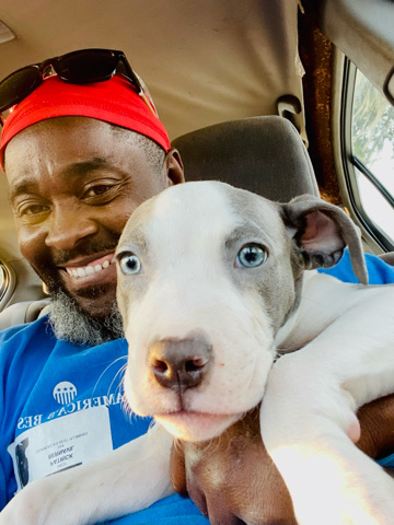Staffordshire Bull Terrier – Staffordshire bull terrier