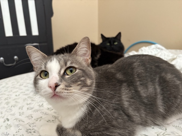 socks needs a new home !