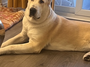 female central Asian shepherd 