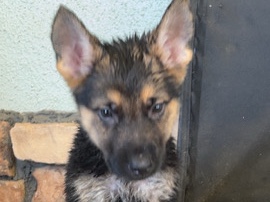 German Shepherd – German shepherd – Hesperia