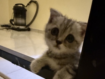Scottish Fold – قط سكوتش – العيدابي