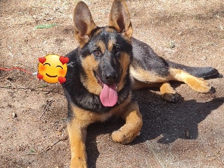Dutch Shepherd Dog – Prachtige Dutch Herder pup van 8 maanden – op zoek naar een gouden thuis – Wuustwezel