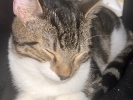 Urgent – 2 Male Cats Needing Loving Homes – 7 Months Old – £70 Each – Oldham