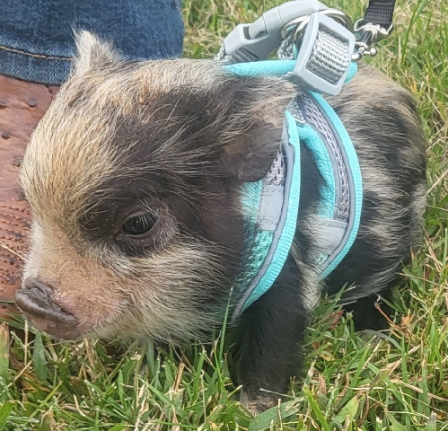 mini pigs