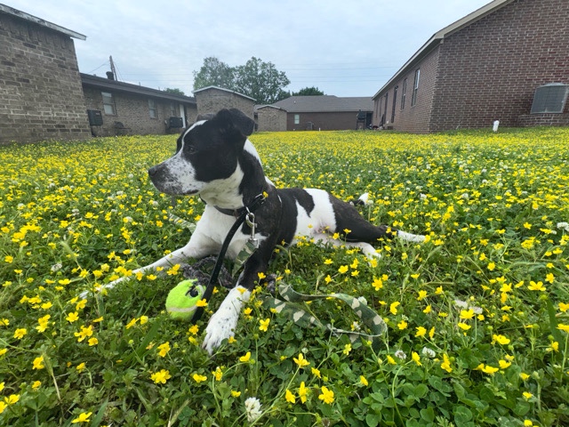 American Bulldog – rehoming for free and will pay – Montgomery