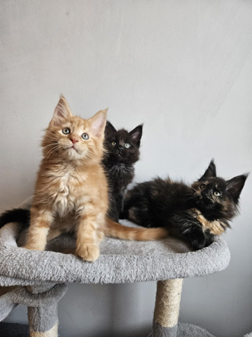 Maine Coon – Beautiful pedigree Maine **** kittens