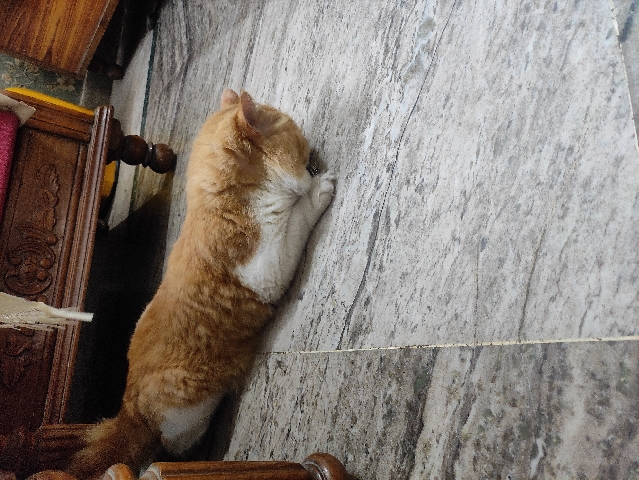 Persian (Modern) – Persian cat