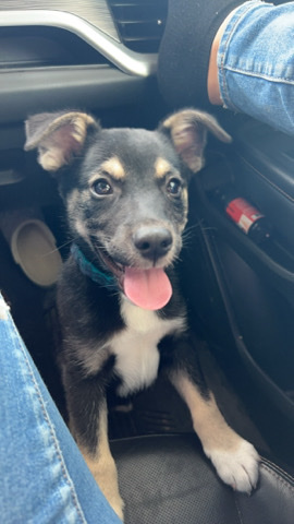 German Shepherd – German Shepherd Husky Mix Puppy