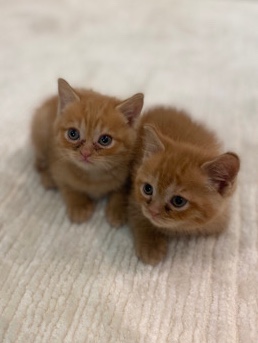 Scottish Fold – kittens