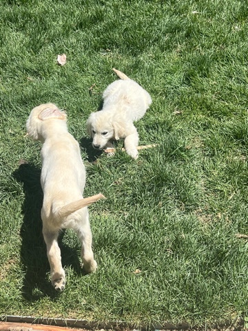 Golden Retriever – English cream golden retriever