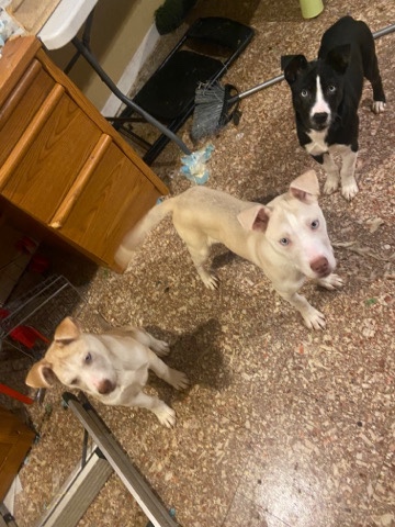 American Pit Bull Terrier – cheap puppies
