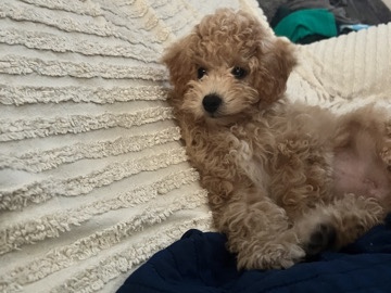 Poodle – Bichon poodle