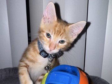American Shorthair – Home for Bean – Honolulu