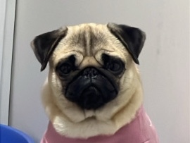 Pug/Female