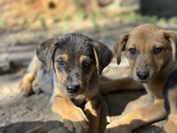catahoulas
