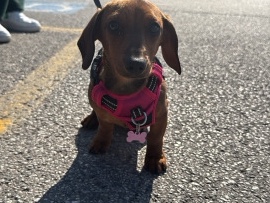 Dachshund – cucciola di Bassotto – Cesenatico