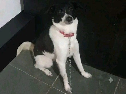 Border Collie – doação de cachorro – Diadema