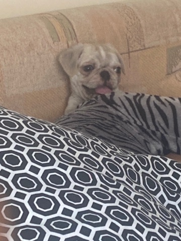 Pug – 9 week old male pug for sale