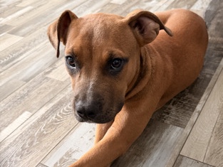 Mixed Breed – Mixed breed pup with mild temperament – Augusta