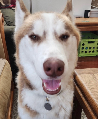 Siberian Husky – Chulo
