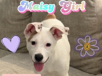 Mixed Breed – Meet Maisy 5 mo old Corgi/Terrier mix – Palm Desert