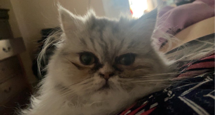 Persian (Modern) – Persian Female Kitten