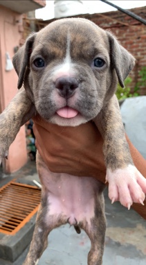 American Bulldog – American bully standard size beast quality