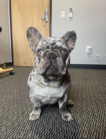 French Bulldog – Fawn Merle baby Frenchie