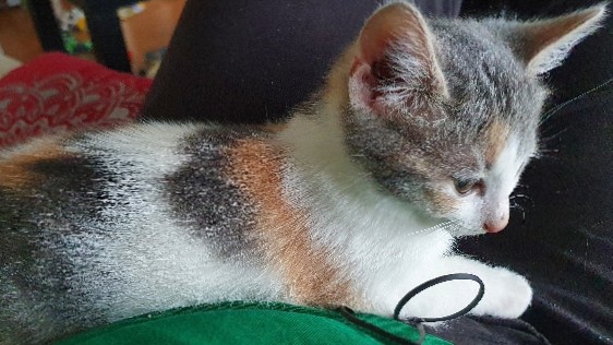 kitten for rehome
