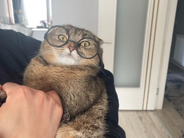 Scottish Fold – 6-jährige Scottish-Fold-Katze sucht dringend ruhiges Zuhause (kostenlos) – Duisburg