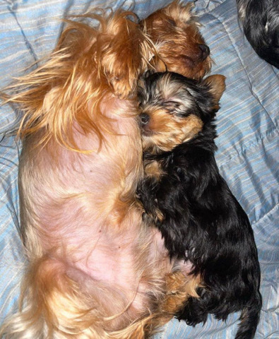 Yorkshire Terrier – Yorkshire