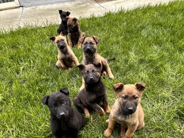 Belgian Shepherd Dog (Malinois) – Belgian Malinois – Fairfield