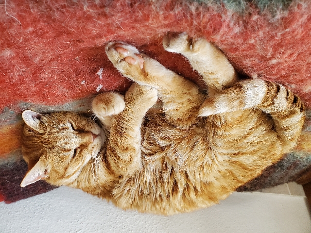 Louis — beautiful senior male cat looking for a new home (temporary or permanent) – Santo António das Areias