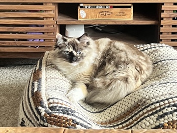 Ragdoll – Cleo - Sweet Ragdoll Looking for New Home – China Spring