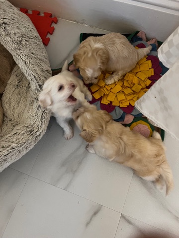Maltese – dog