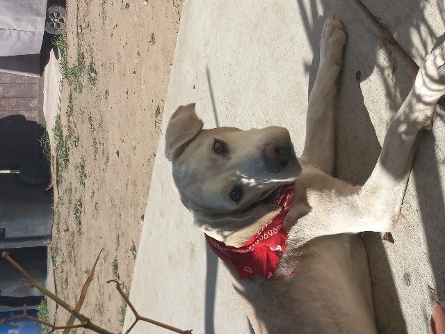 Labrador Retriever – Labrador Retriever