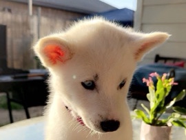 Siberian Husky - stunning huskie puppies available for adoption in Dallas