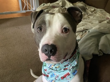 American Pit Bull Terrier – rehome for solo – Fayetteville