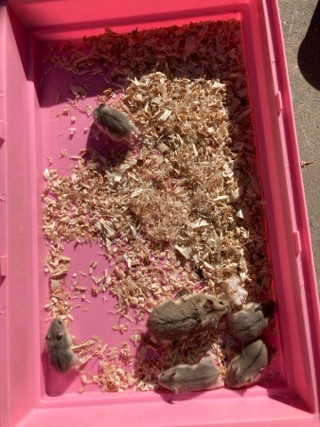 7 hamsters for free.