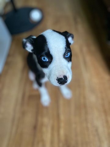 American Pit Bull Terrier – 8 weeks female pit