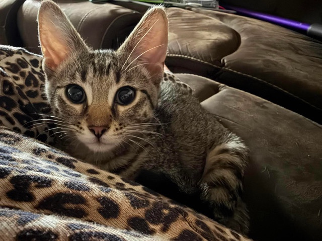 Russian White, Black and Tabby – Tabby Leopard Kitty – Bartlett