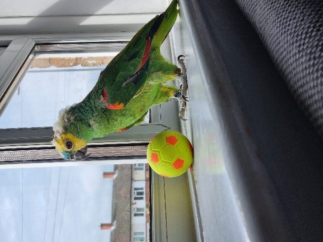 Amazon Parrot – parrot double  yellow napped
